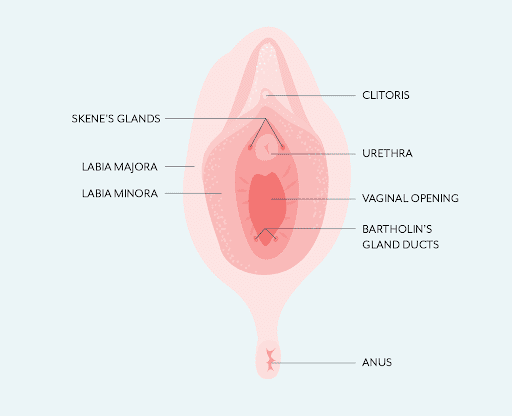 This illustration of a vagina shows the bartholin's gland ducts and the skene's glands, that are responsible for squirting or female ejaculation.