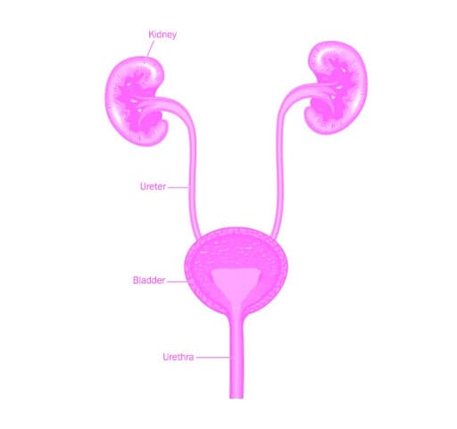 Urinary tract infections (UTI) are among the most common infections in humans; and women and people with vaginas are at greater risk of developing a UTI. 